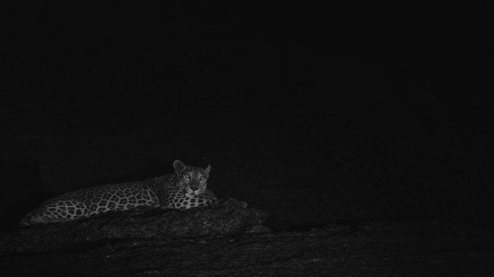 Фотография автора Dr.Hitesh Patel