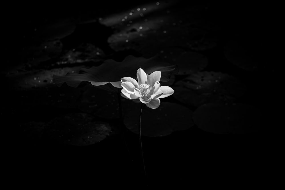 Photograph by Mike Pomerantsev