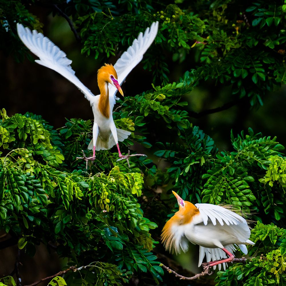 Photograph by Seng Cheong Chew