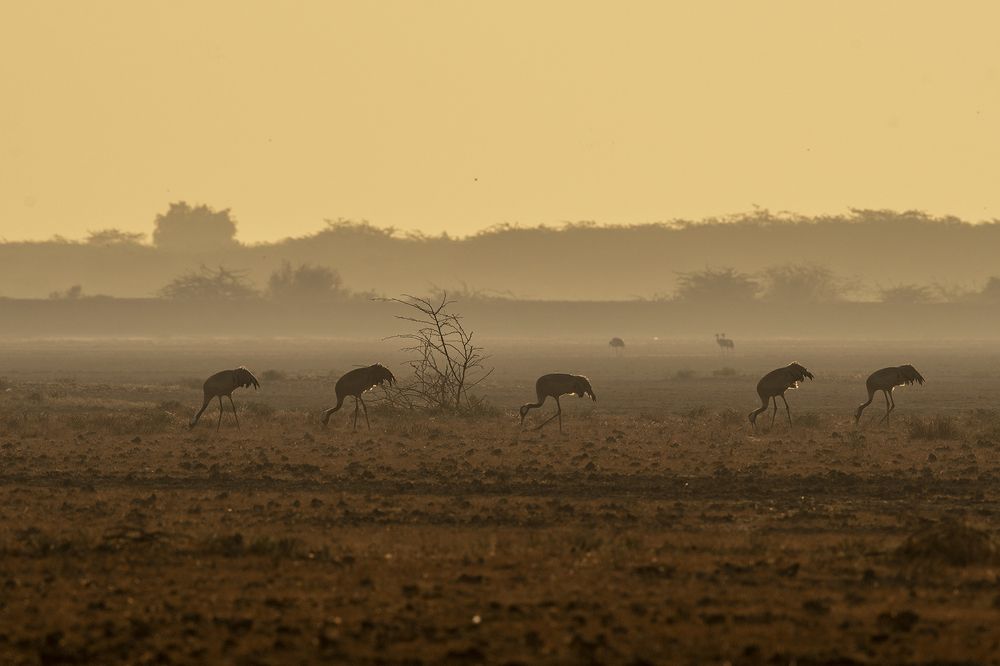 Photograph by Alap Brahmbhatt