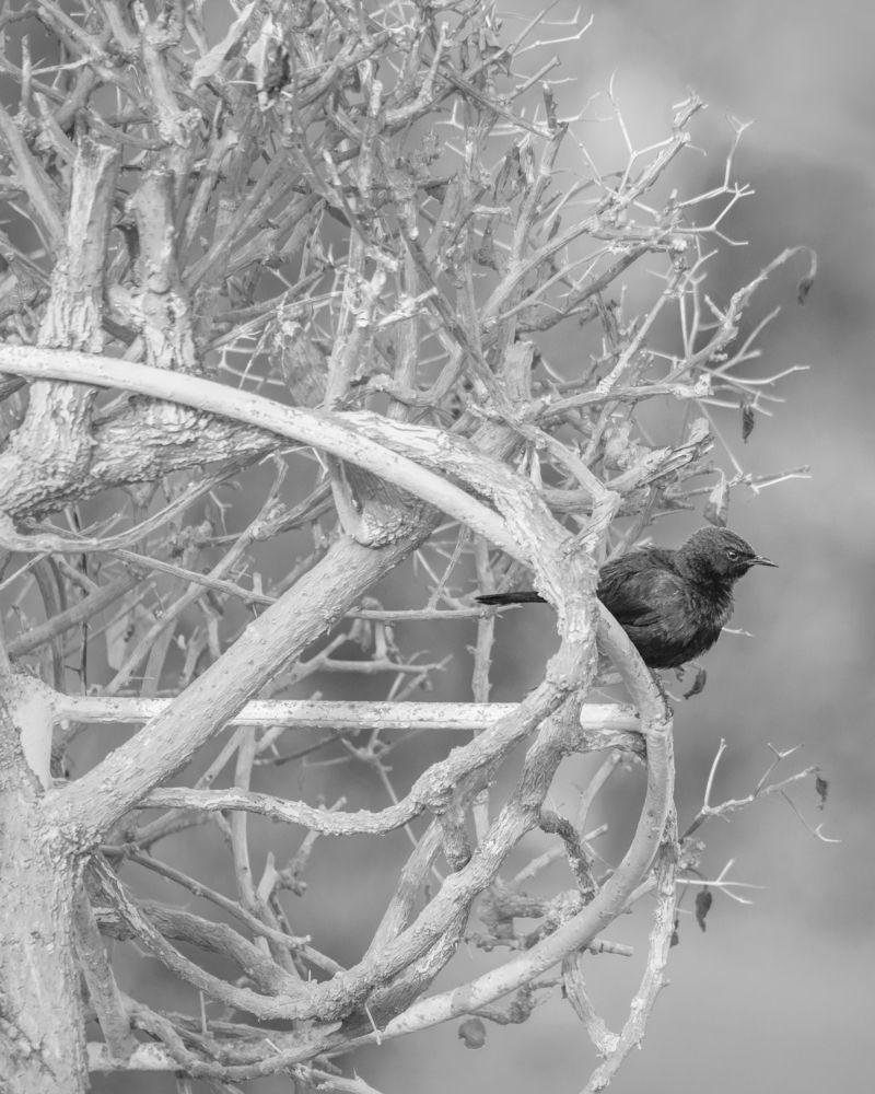 Фотография автора Dr.Hitesh Patel