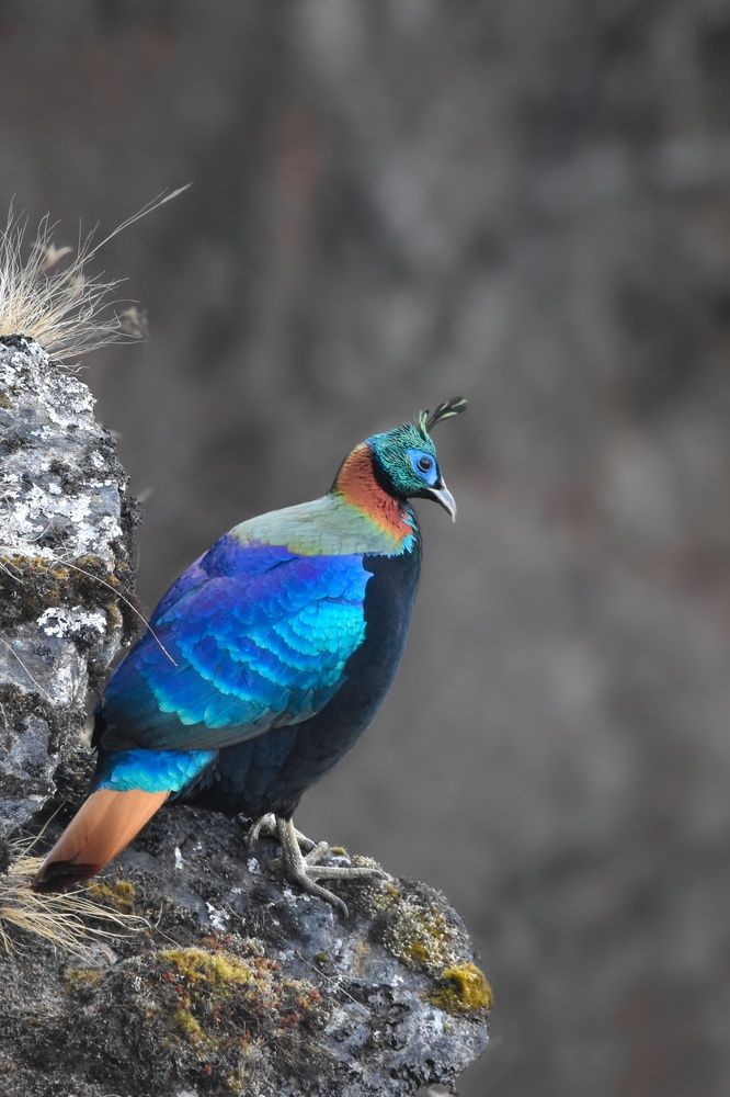 Photograph by Kinlay Tshering Dorji