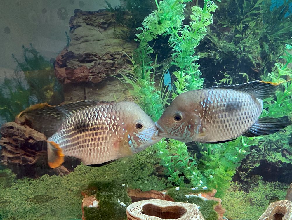 Рыбья романтика.