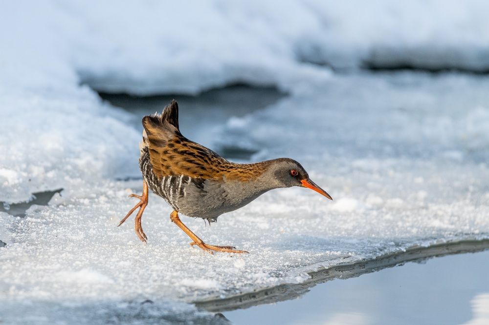 Фотография автора Дронов Константин