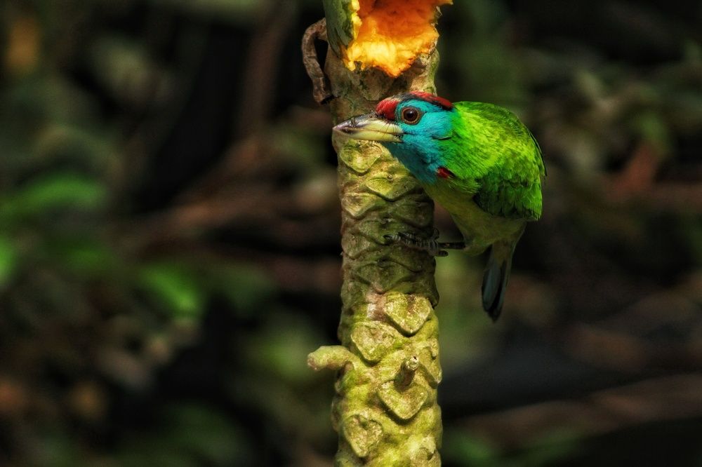 Photograph by Sadman Sakib