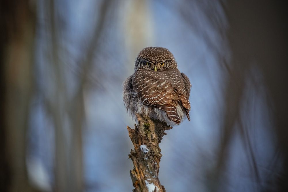 Фотография автора Дронов Константин