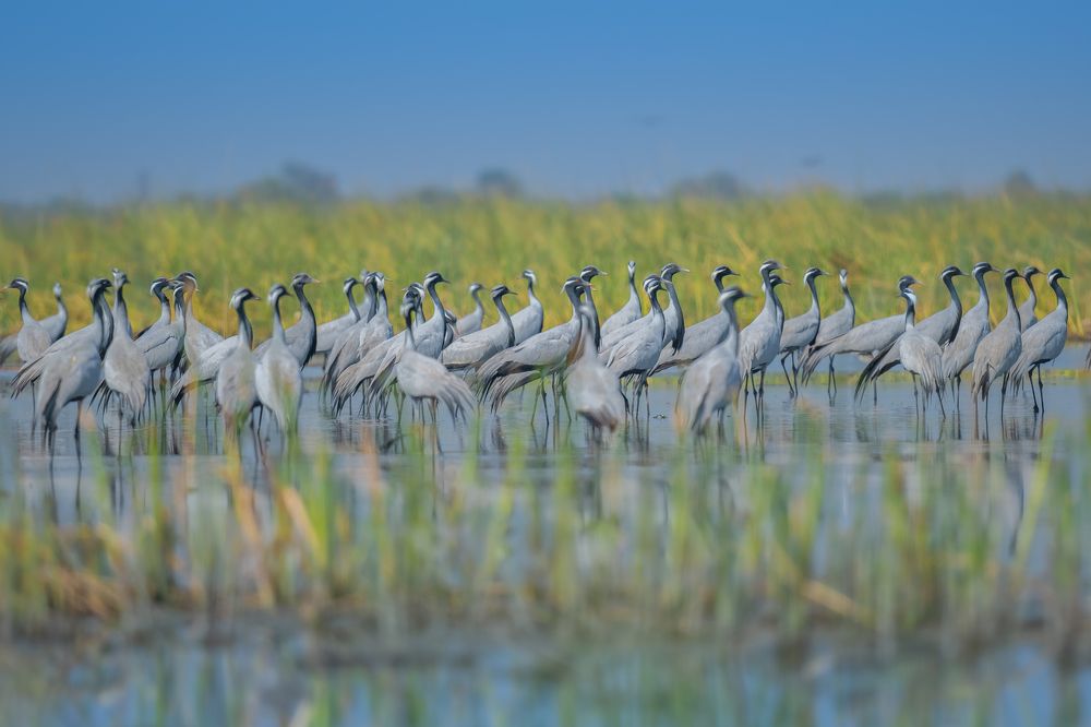 Photograph by Anindita Datta Muhuri