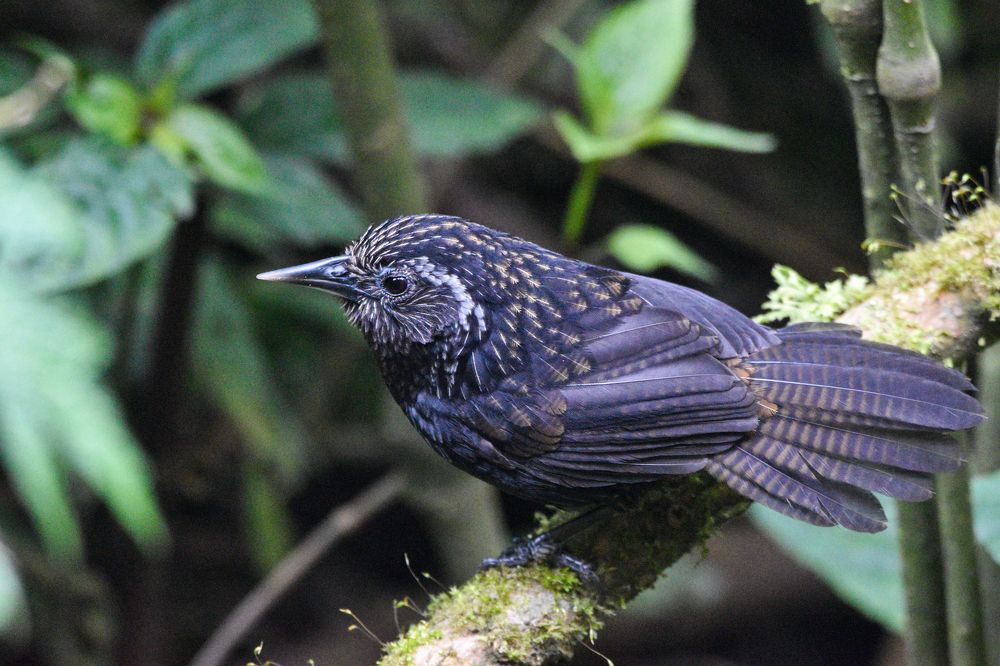 Photograph by Kinlay Tshering Dorji