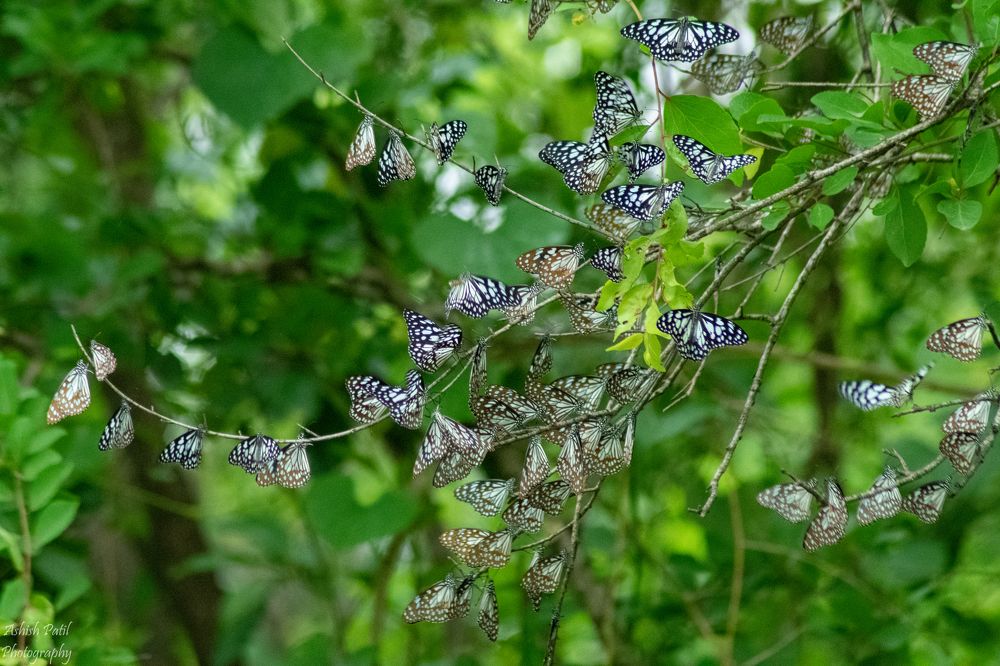 Photograph by Ashish Patil