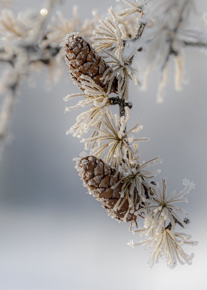 Зимняя сказка