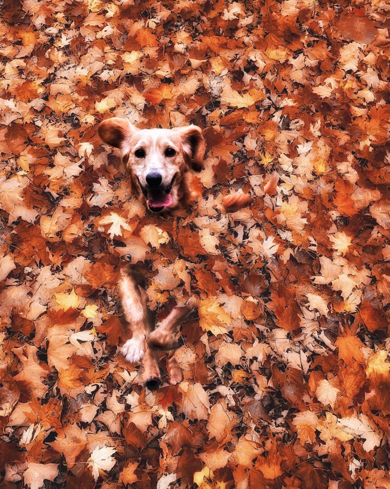 Фотография автора Веселин Василев