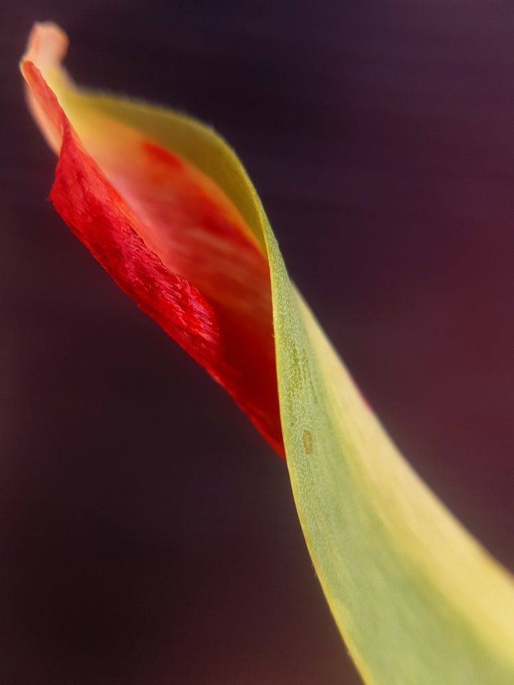 Photograph by Анна Нуразян