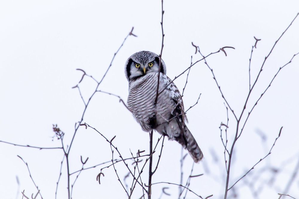 Photograph by Елена Хорохорина