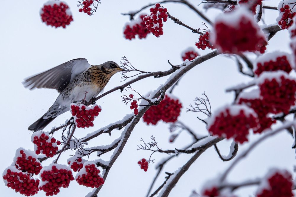 Photograph by Елена Хорохорина