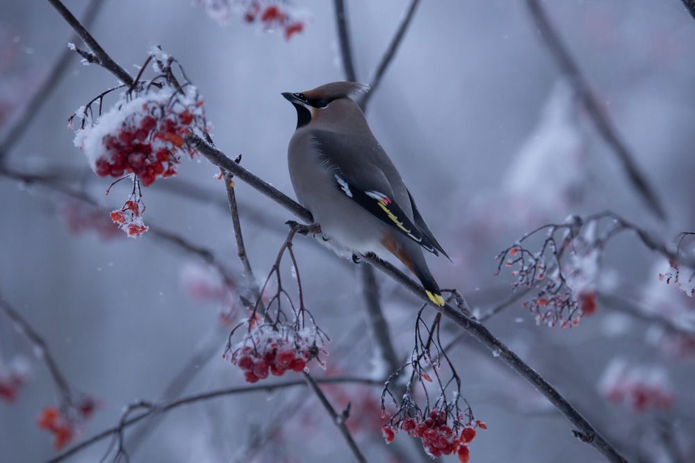 Photograph by Елена Хорохорина