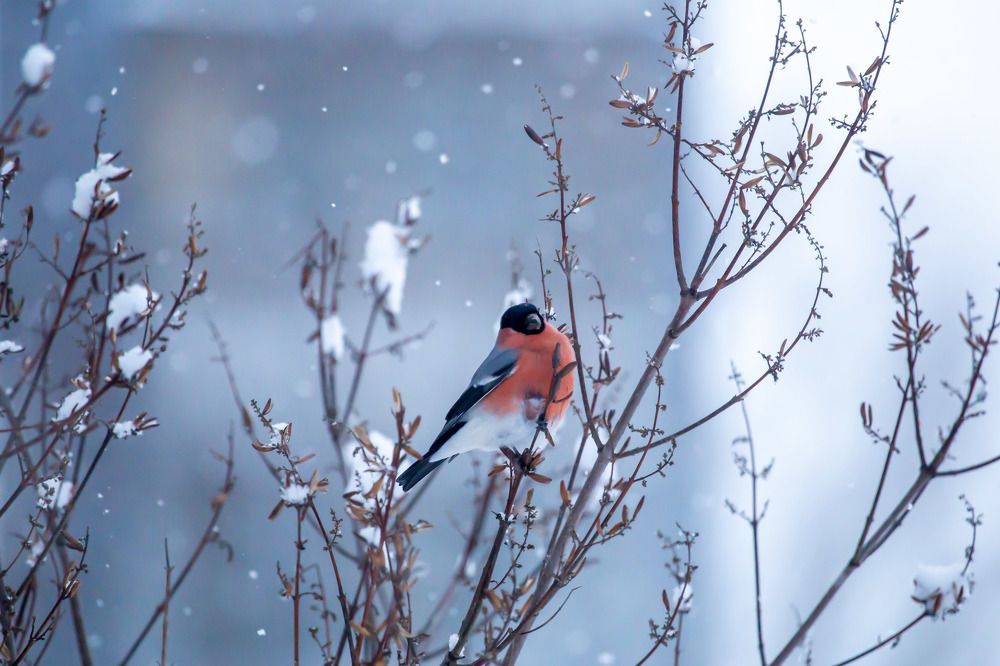 Photograph by Елена Хорохорина