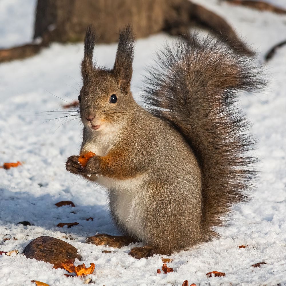 Photograph by Виктор Шапошников