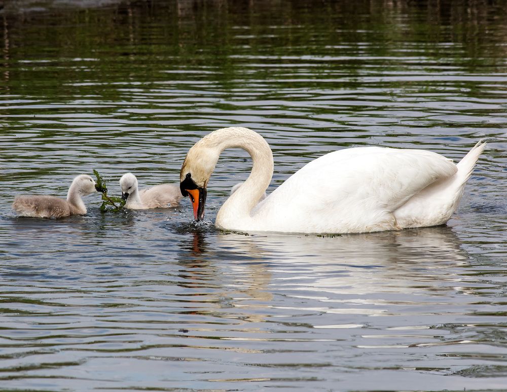 Photograph by Виктор Шапошников