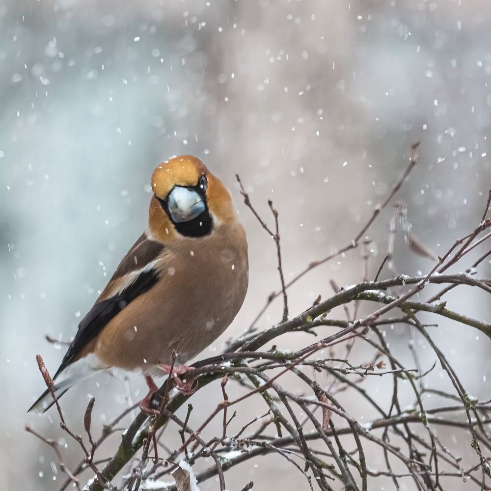 Фотография автора Виктор Шапошников