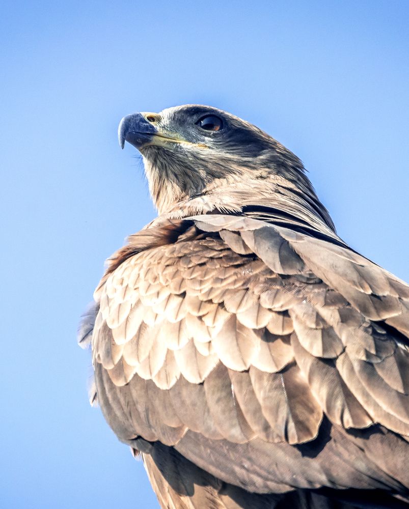 Photograph by Kumar Chanchal Mazumder