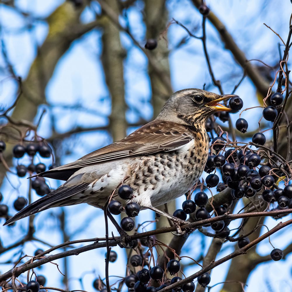 Photograph by Виктор Шапошников