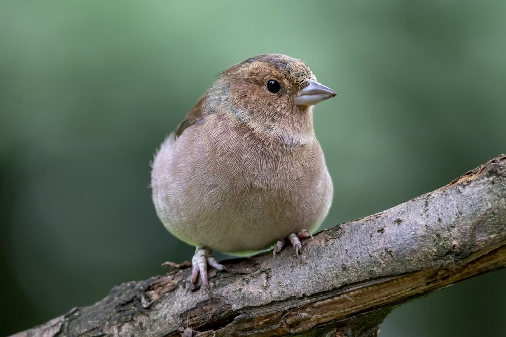 Photograph by Алексей Прокопенков