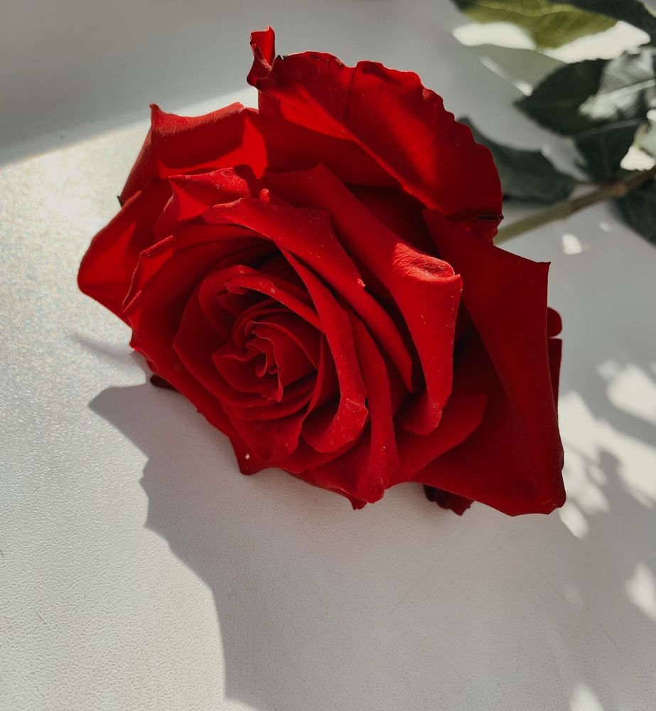 Photograph by Полина Галянина