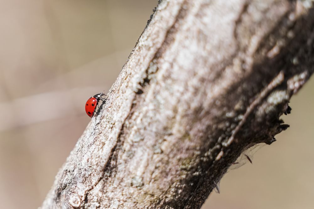 Photograph by Надежда Бехер