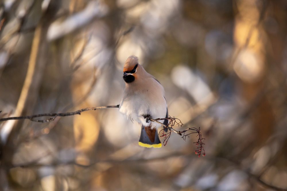 Photograph by Елена Хорохорина