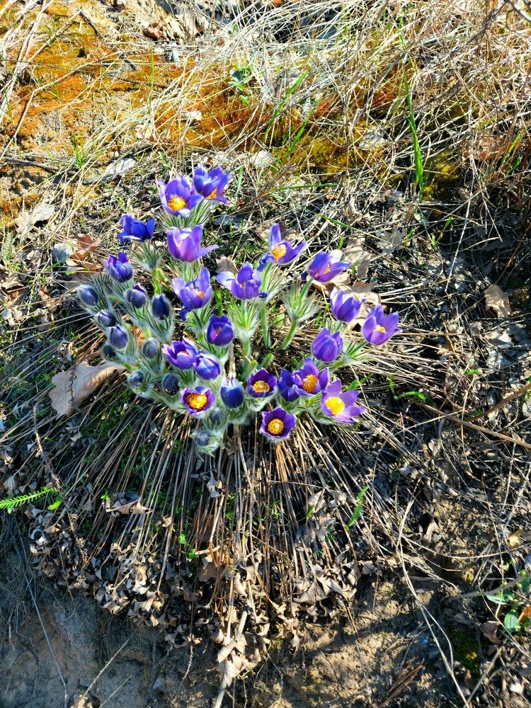 Сон-трава...