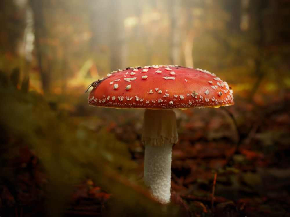 Photograph by Сергей Калёв