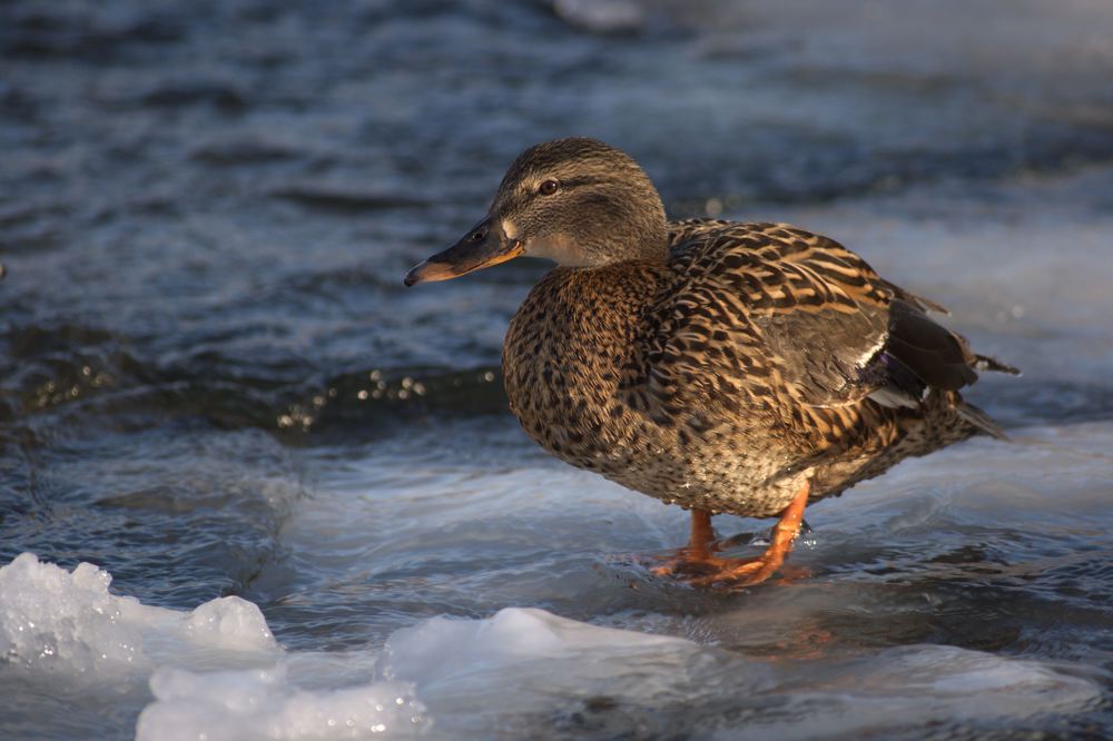 Photograph by Ирина Вассерлауф