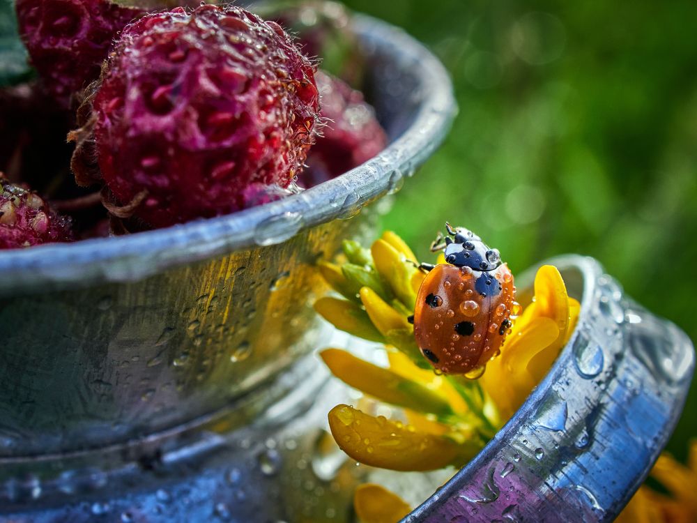 Photograph by Сергей Калёв