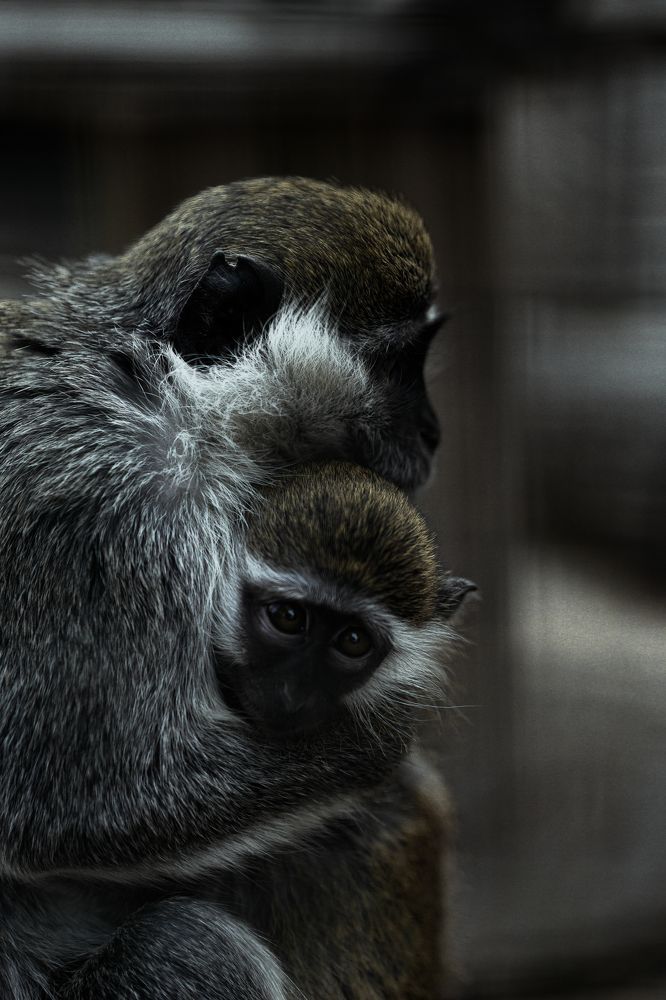 Photograph by saman al sulivany