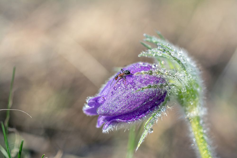 Пробуждение.