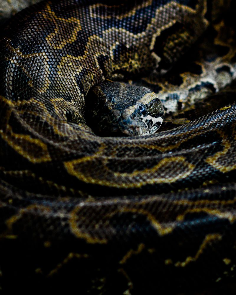 Photograph by saman al sulivany