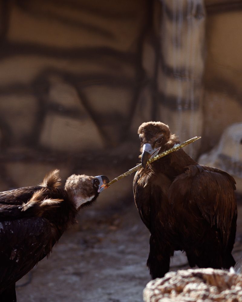 Photograph by saman al sulivany