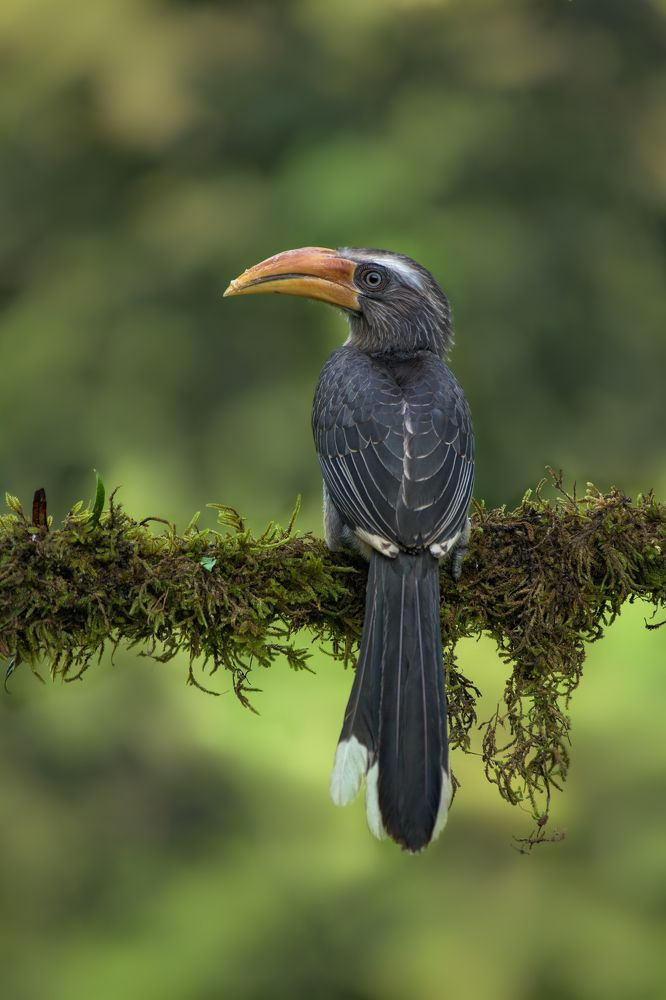 The Photogenic Profile