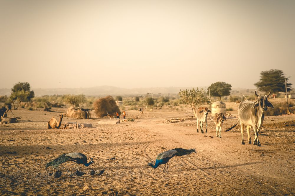 Photograph by Ashutosh Verma