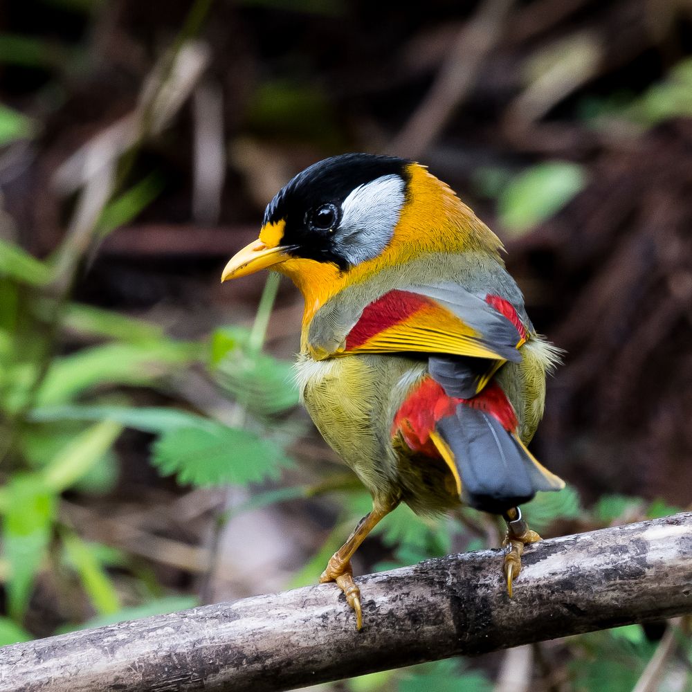 Fauna found in Malaysia