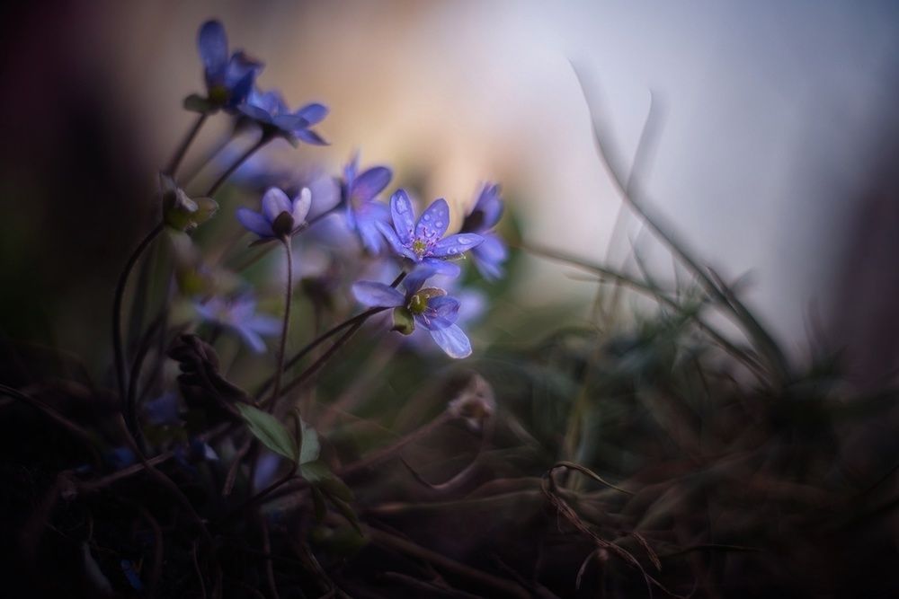 Вечер апреля