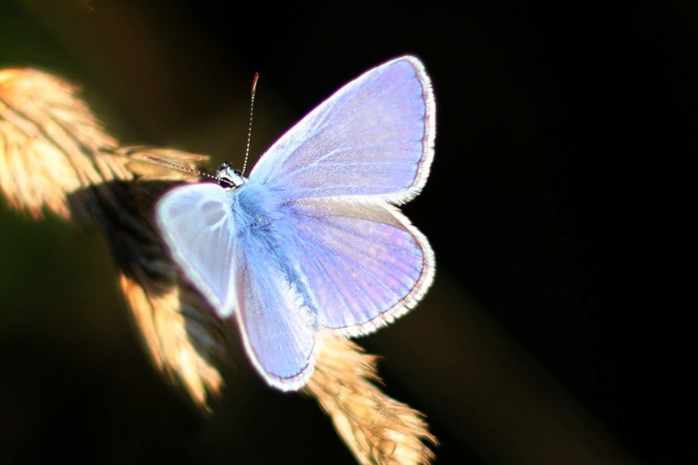 Photograph by Инна Карасева