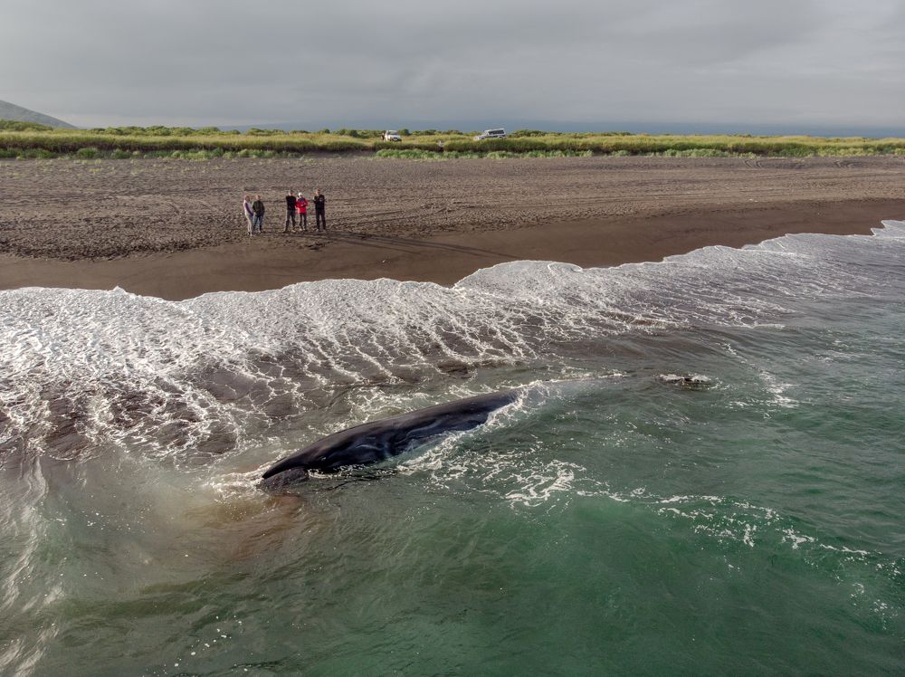 Смерть кита