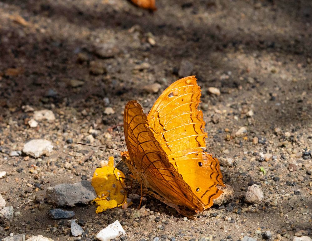 Photograph by ИРЕНА Федорова