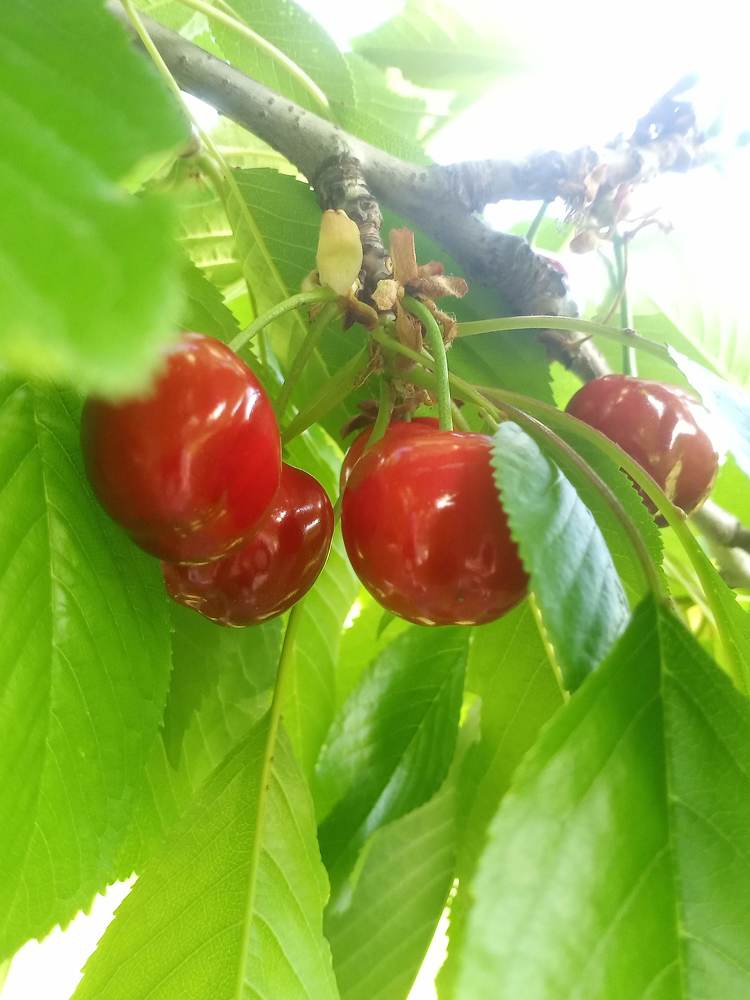 Фотография автора Tanja Grdijan