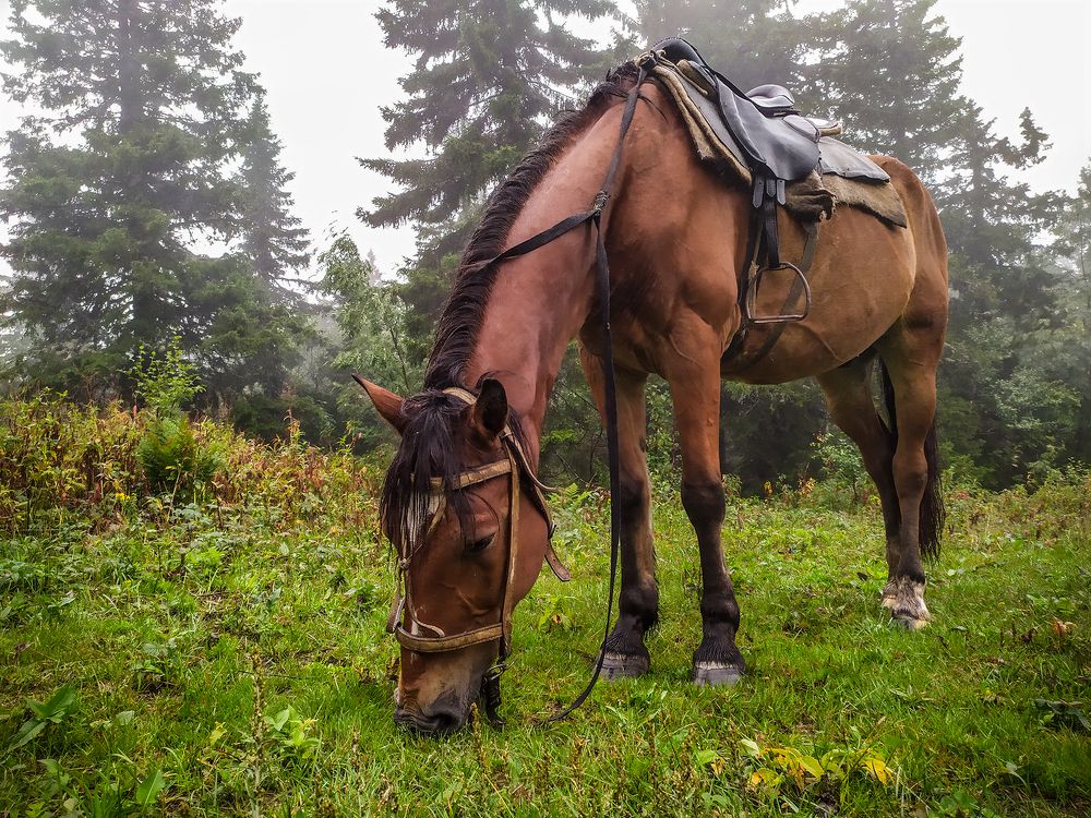 Photograph by Сергей Шварцман