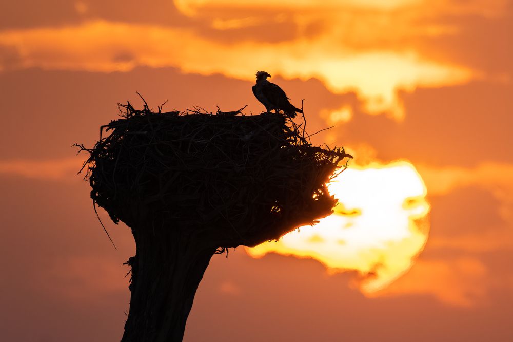 Фотография автора Niranjan Acharya