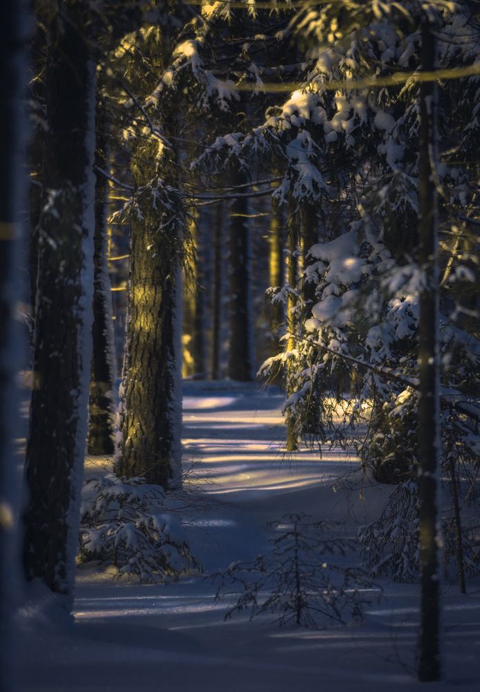 Сосны зимой