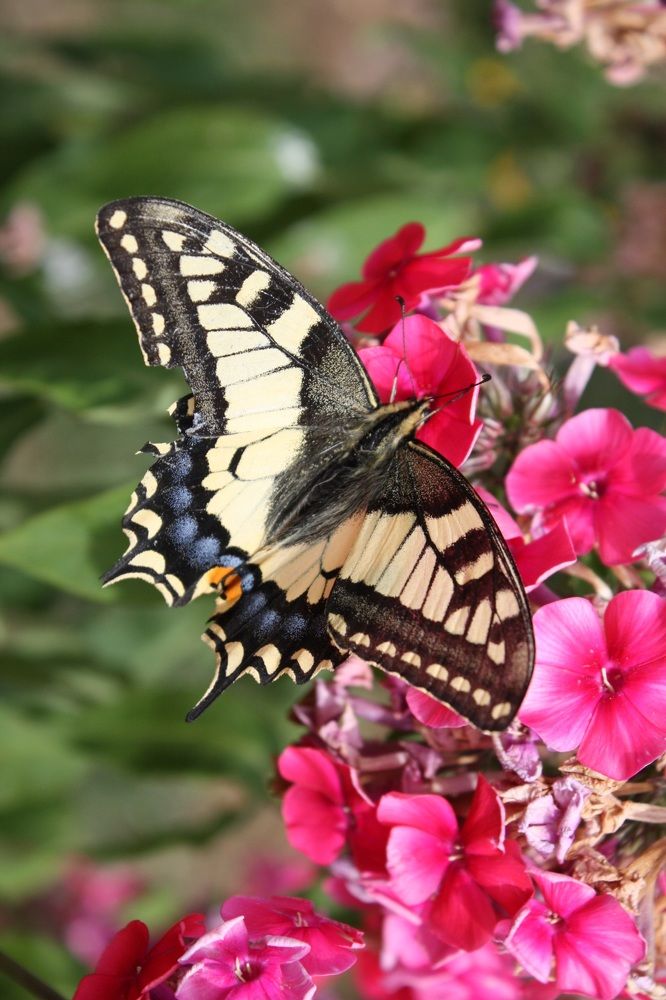 Бабочка Махаон