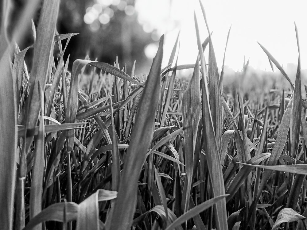 Photo #7368692